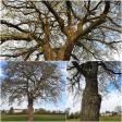 images/Impressionen/Gruenpilgern_Collage01.jpg